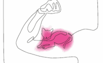 Muskelkater – das unbekannte Tier